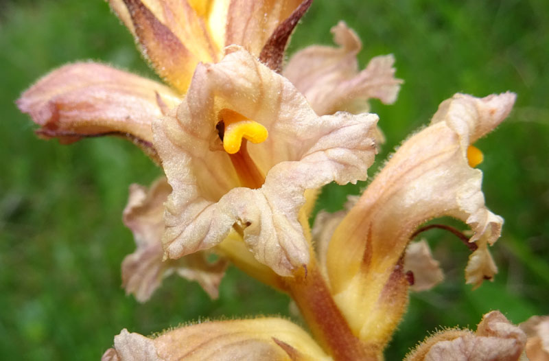 cfr. Orobanche lutea